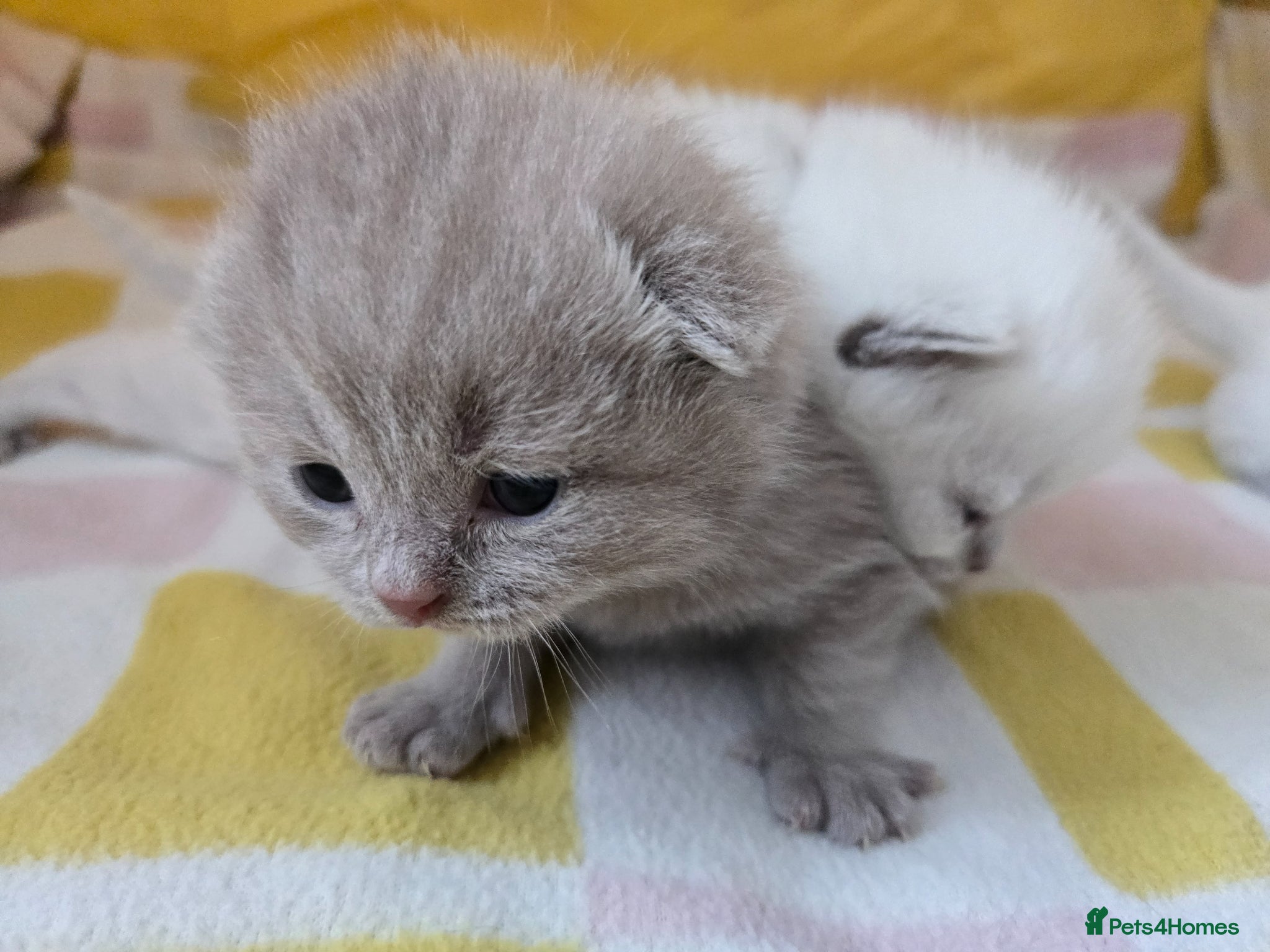 British Shorthair cats  British shorthair kittens. - Advert 1