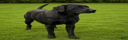 Labrador Retriever dogs for stud: Hercules Of Keepers Cottage - Advert 2