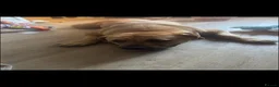 Boerboel dogs for sale: beautiful boerboel female  in Hook - Advert 3