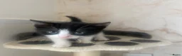 European cats for sale: Female kitten  - Advert 6