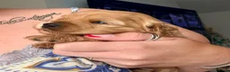 Mixed Breed dogs for sale: Amazing little of cava- cockapoo pups in Warrington - Advert 8