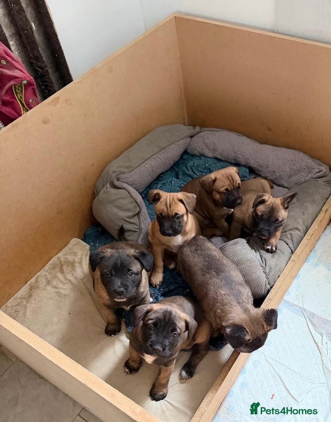 Mixed Breed dogs for sale: Mixed breed dog in Basildon - Advert 4