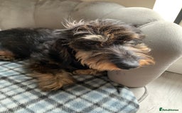 Miniature Dachshund dogs for stud: MINIATURE WIRE HAIRED DACHSHUND STUD !! PROVEN  in Manchester - Image 7