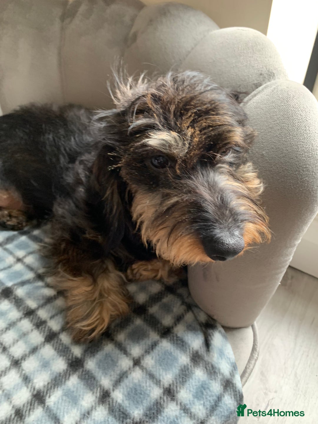 Miniature Dachshund dogs for stud: MINIATURE WIRE HAIRED DACHSHUND STUD !! PROVEN  in Manchester - Image 7