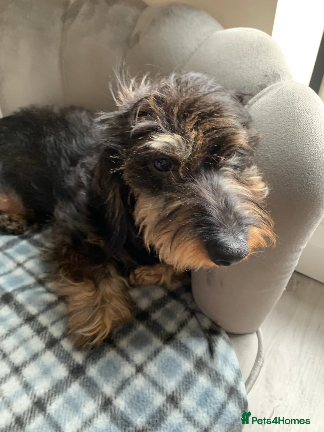 Miniature Dachshund dogs for stud: MINIATURE WIRE HAIRED DACHSHUND STUD !! PROVEN  in Manchester - Advert 7