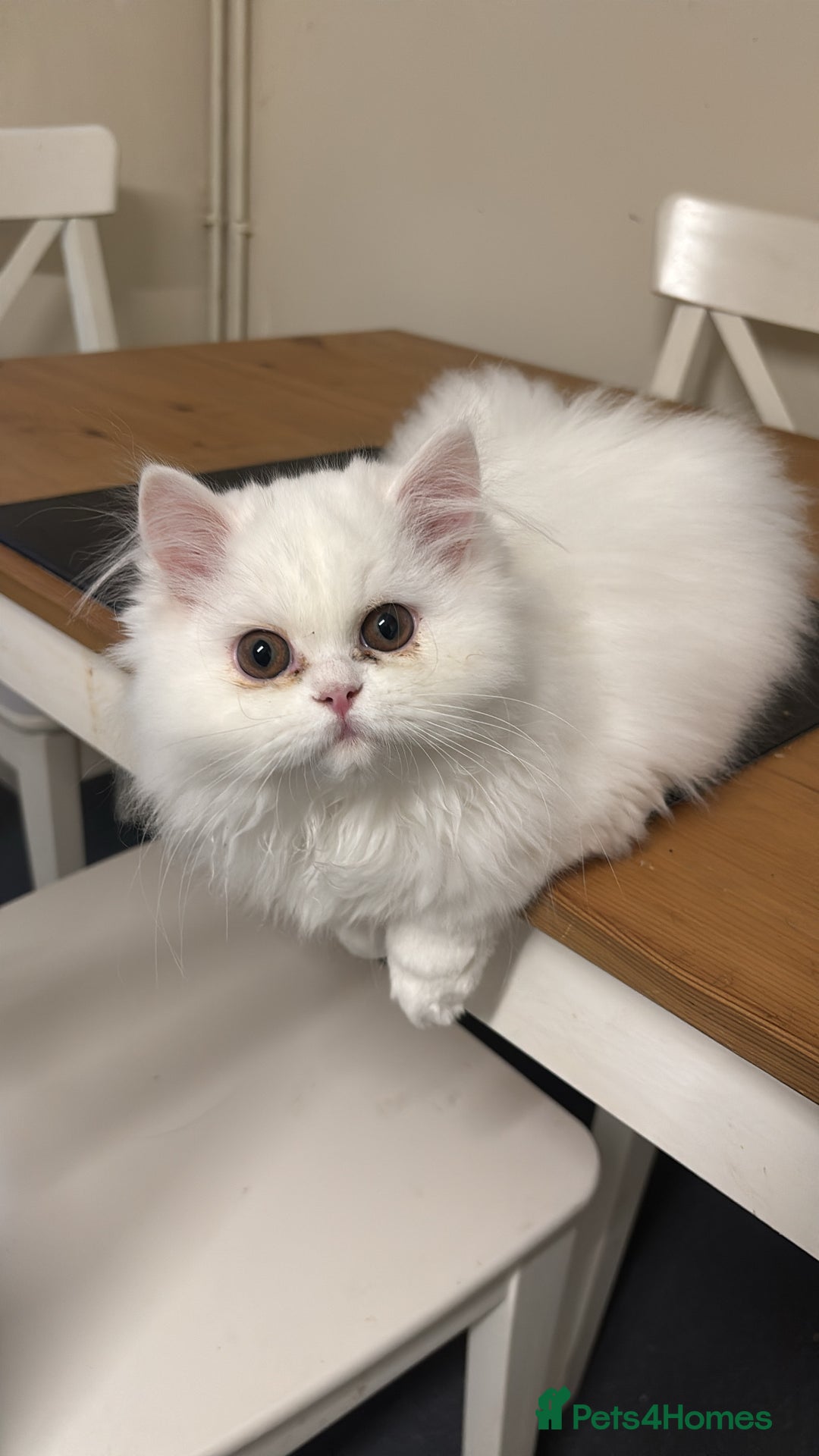 Persian cats for sale: Pure Persian baby's looking lovely home   - Advert 5