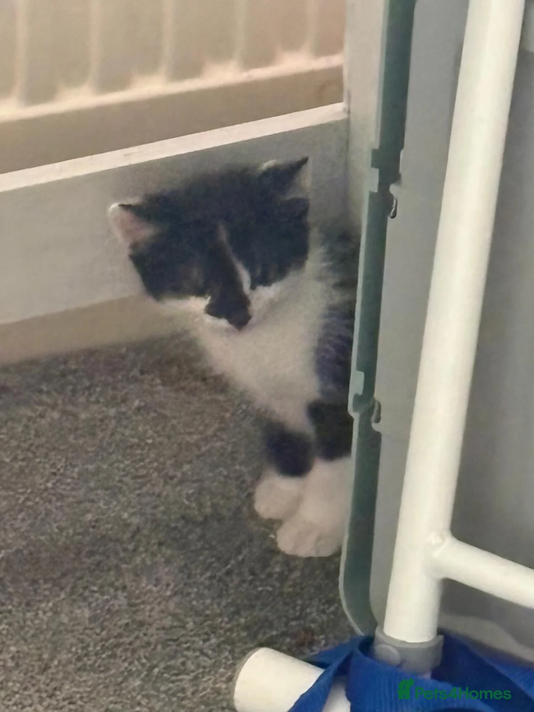 Mixed Breed dogs for sale: Mixed blk&wht  kittens available now - Advert 2