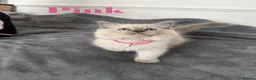 Ragdoll cats for sale: Beautiful Ragdoll Kittens  - Advert 8