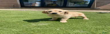 Golden Retriever Puppy 2