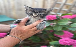 Maine Coon cats for sale: Silver tabby fluffy Maine coon - Image 5