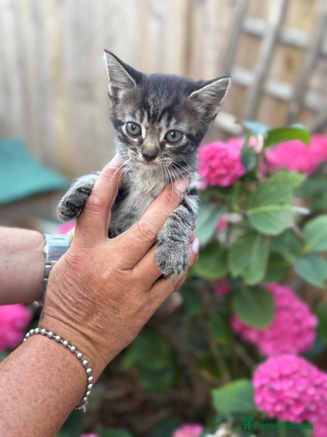 Maine Coon cats for sale: Silver tabby fluffy Maine coon - Image 5