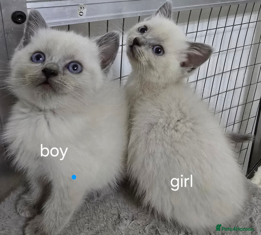 British Shorthair cats for sale: British short hair x ragdoll - Image 1