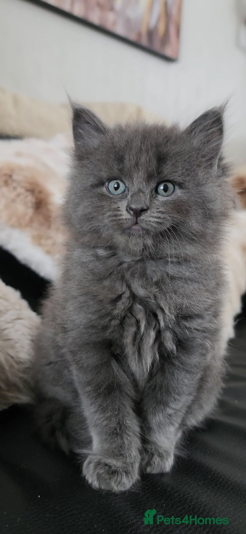 Maine Coon cats for sale: Maine coone &Bsh amazing personality kittens 😸  - Advert 1