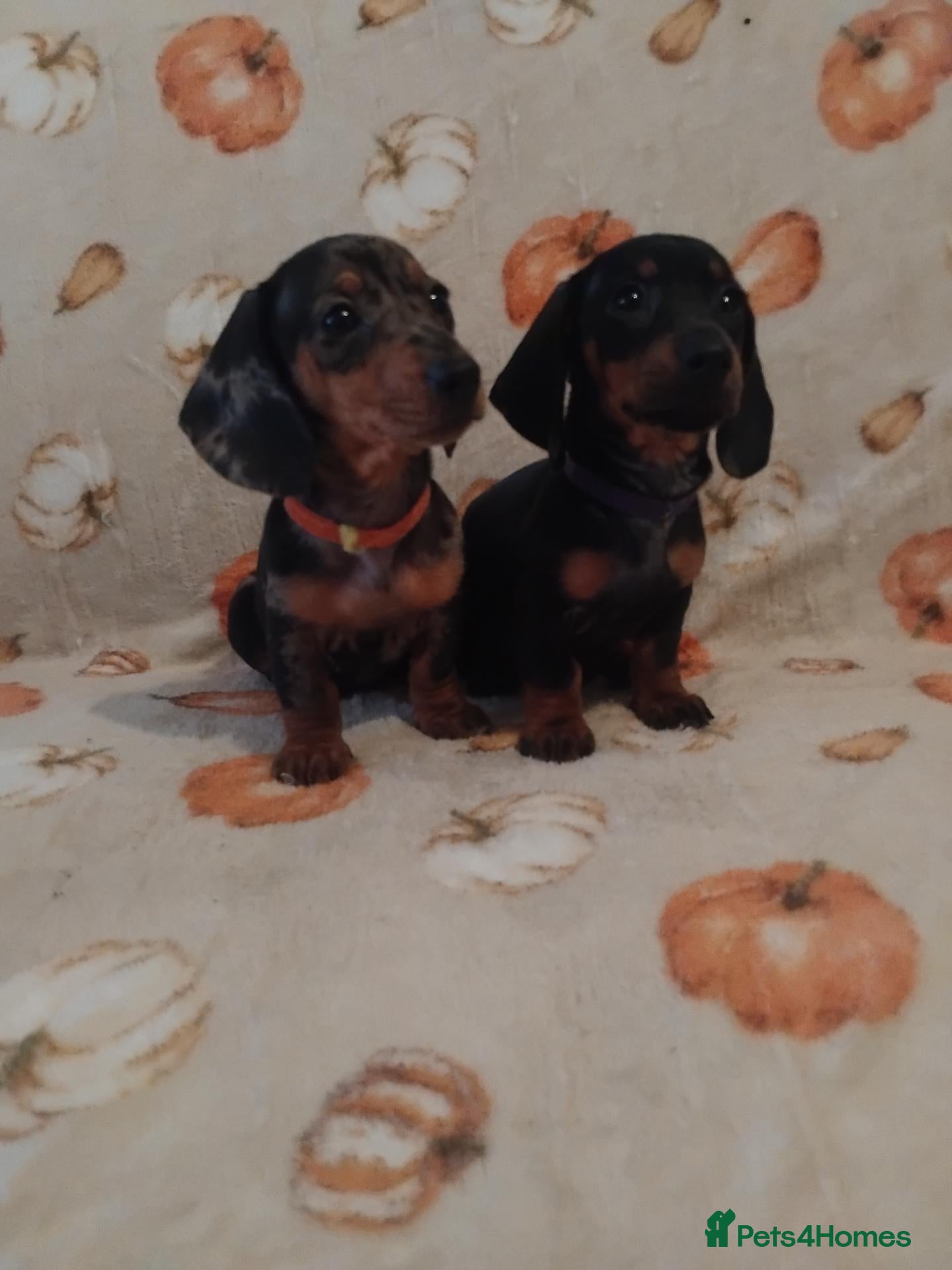 Miniature Dachshund dogs for sale: Miniat Dachshund puppy READY TO LEAVE  - Advert 15