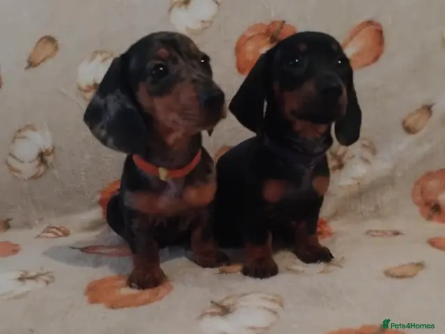Miniature Dachshund dogs for sale: Miniat Dachshund puppy READY TO LEAVE - Advert 15