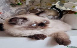 Persian cats for sale: Himalayen persian kittens last boy ready now - Image 8