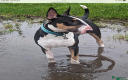 English Bull Terrier dogs for sale: English bull terrier  - Image 12