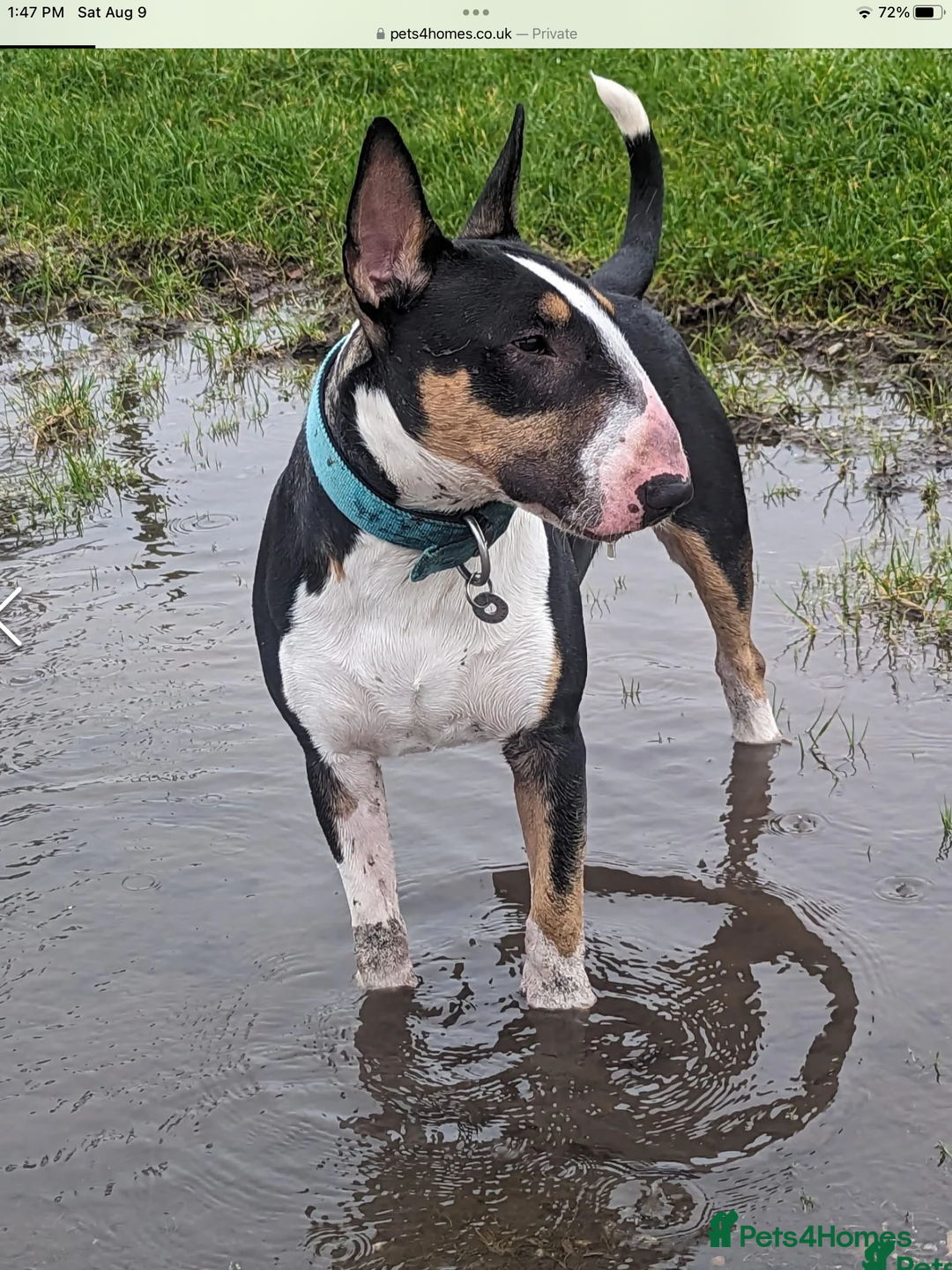 English Bull Terrier dogs for sale: English bull terrier  - Image 12