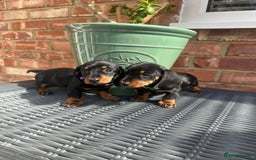 Miniature Dachshund dogs for sale: Miniature dachshund  - Image 1