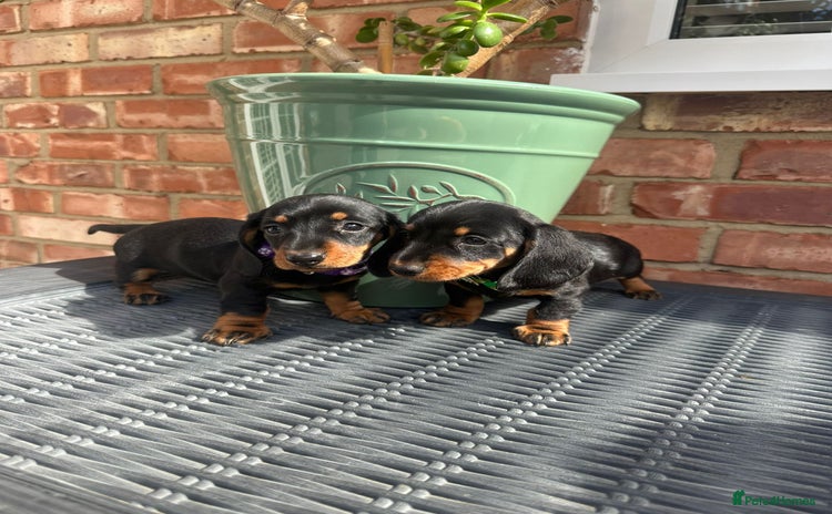 Miniature Dachshund dogs - Advert 10