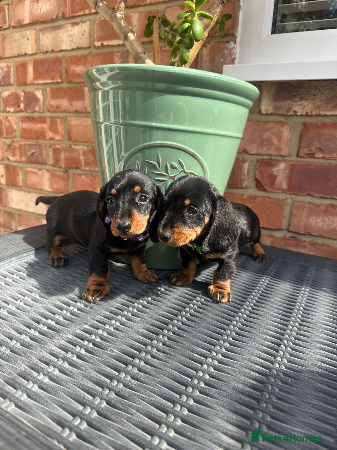 Miniature Dachshund dogs for sale: Miniature dachshund  - Image 1