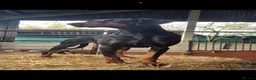 Dobermann dogs for sale: 10 month old Dobermann bitch  - Advert 6