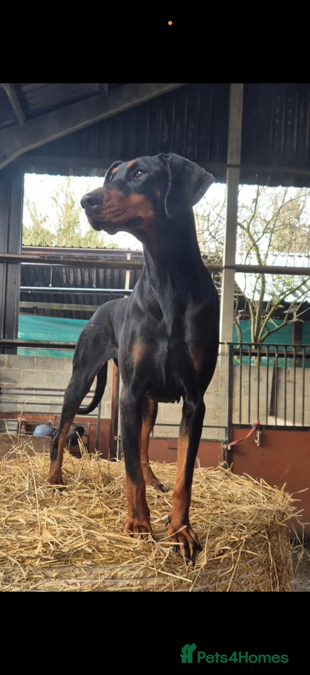 Dobermann dogs for sale: 10 month old Dobermann bitch  - Advert 6