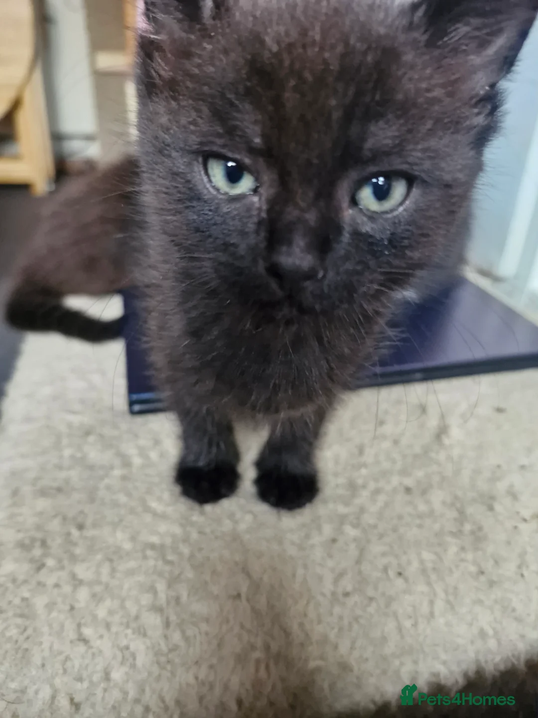 Mixed Breed cats for sale: 3 gorgeous kittens  - Advert 5