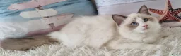 Ragdoll cats for sale: 💕Beautiful TICA Ragdolls Kittens 💕 - Advert 14