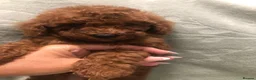 Mixed Breed dogs for sale: 🐕🐾Adventures of our loving poodles 🐾🐕 - Advert 10