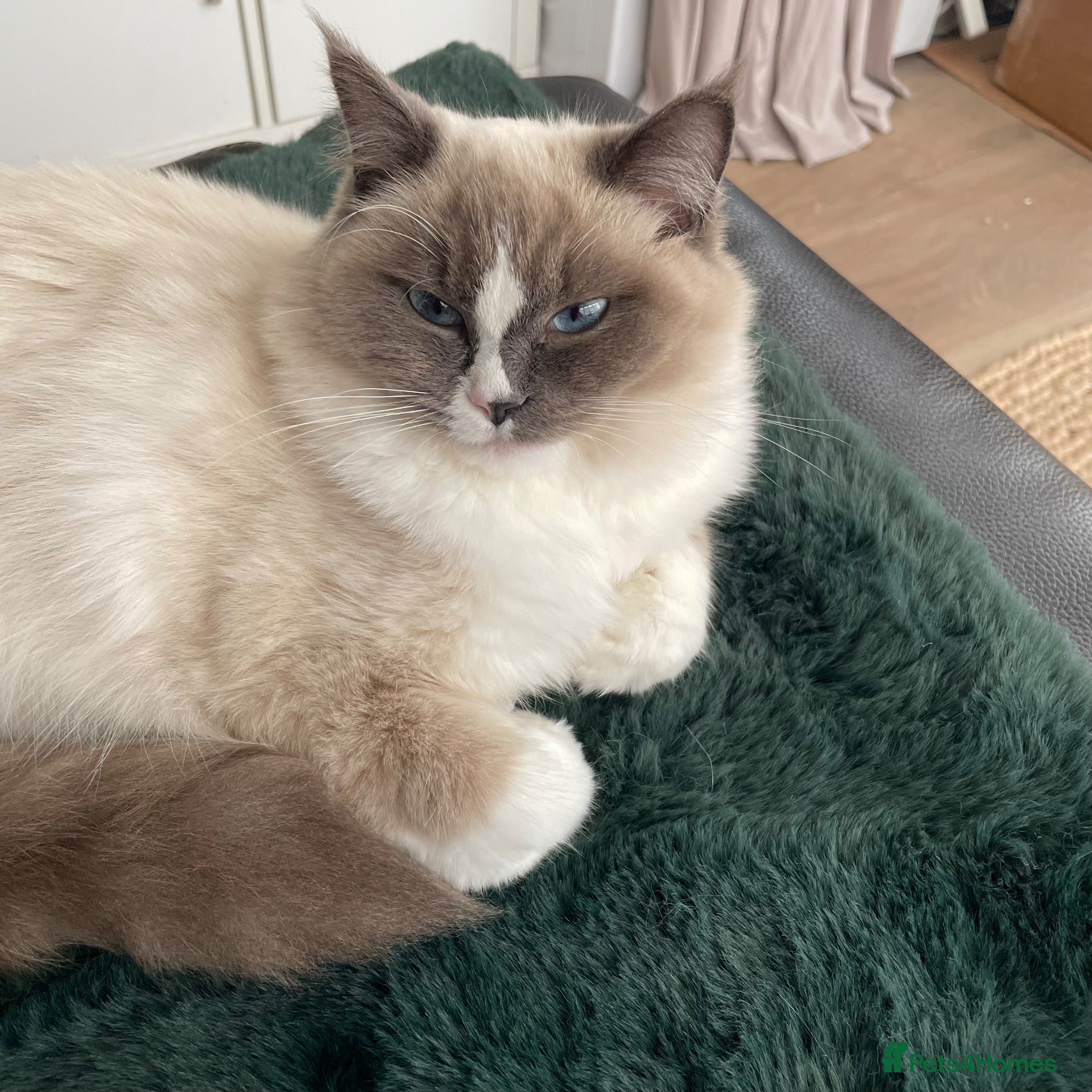 Ragdoll cats 7 Stunning Baby Ragdolls - Advert 7