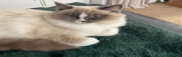 Ragdoll cats for sale: 7 Stunning Baby Ragdolls - Advert 1