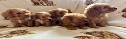 Cockapoo dogs for sale: F1 health clear cockapoo puppies  - Advert 18