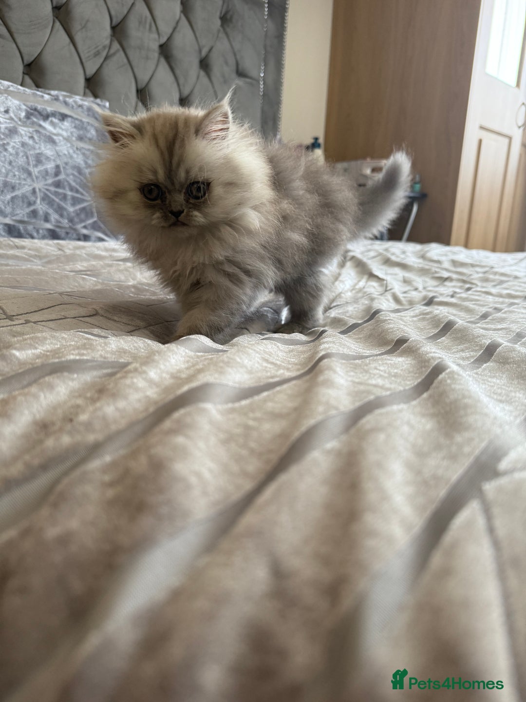 Persian cats for sale: Persian Grey kitten male and female - Image 7