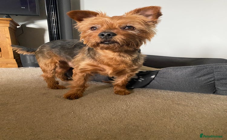 Yorkshire Terrier dogs - Advert 1