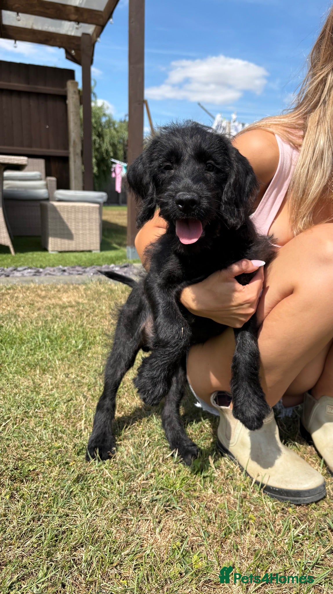 Labradoodle dogs Extensively Health Tested F1 Miniature Labradoodle - Advert 1