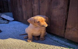 Labrador Retriever dogs for sale: KC Registered Labrador Puppies - Image 11