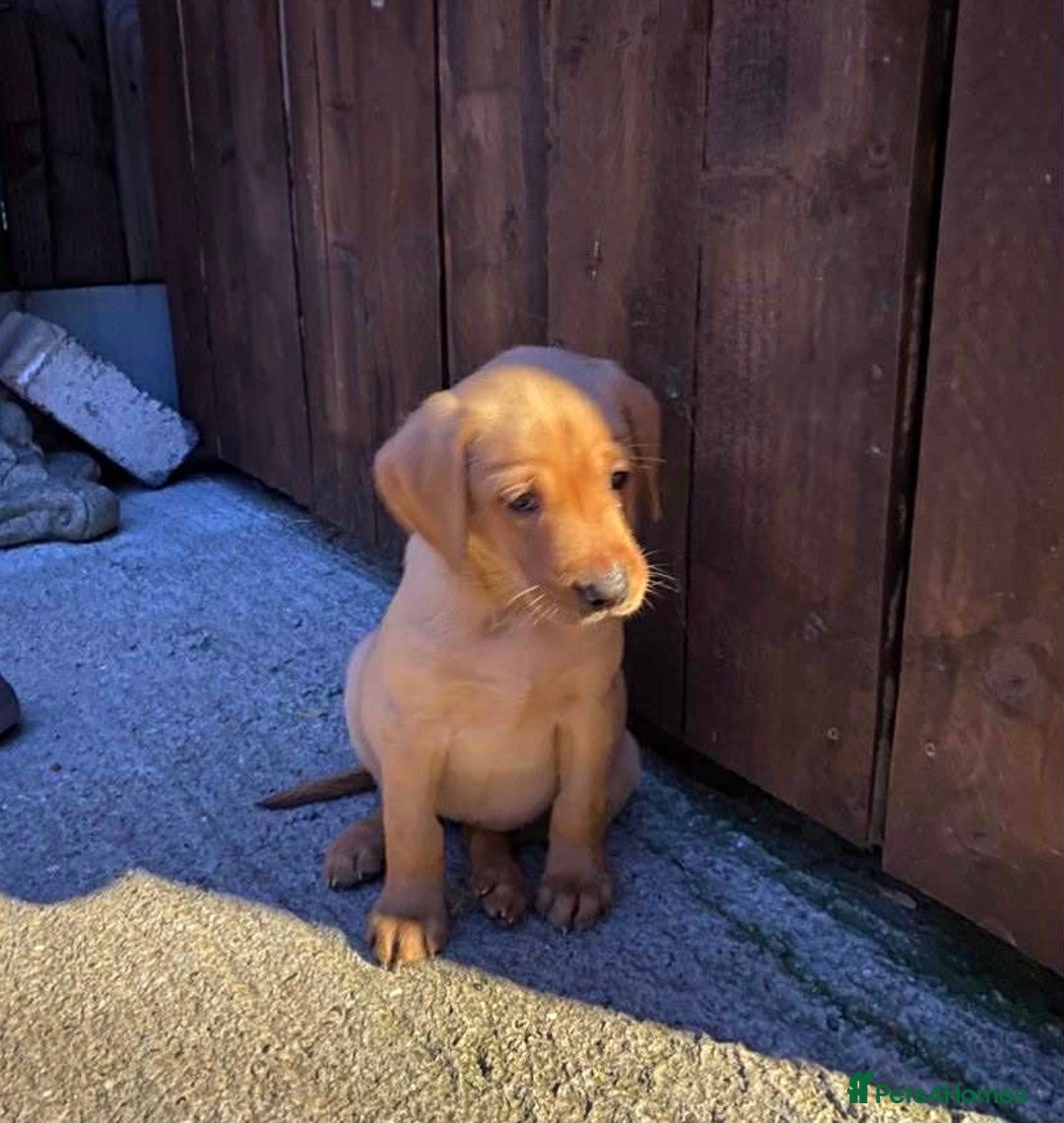 Labrador Retriever dogs for sale: KC Registered Labrador Puppies - Image 11
