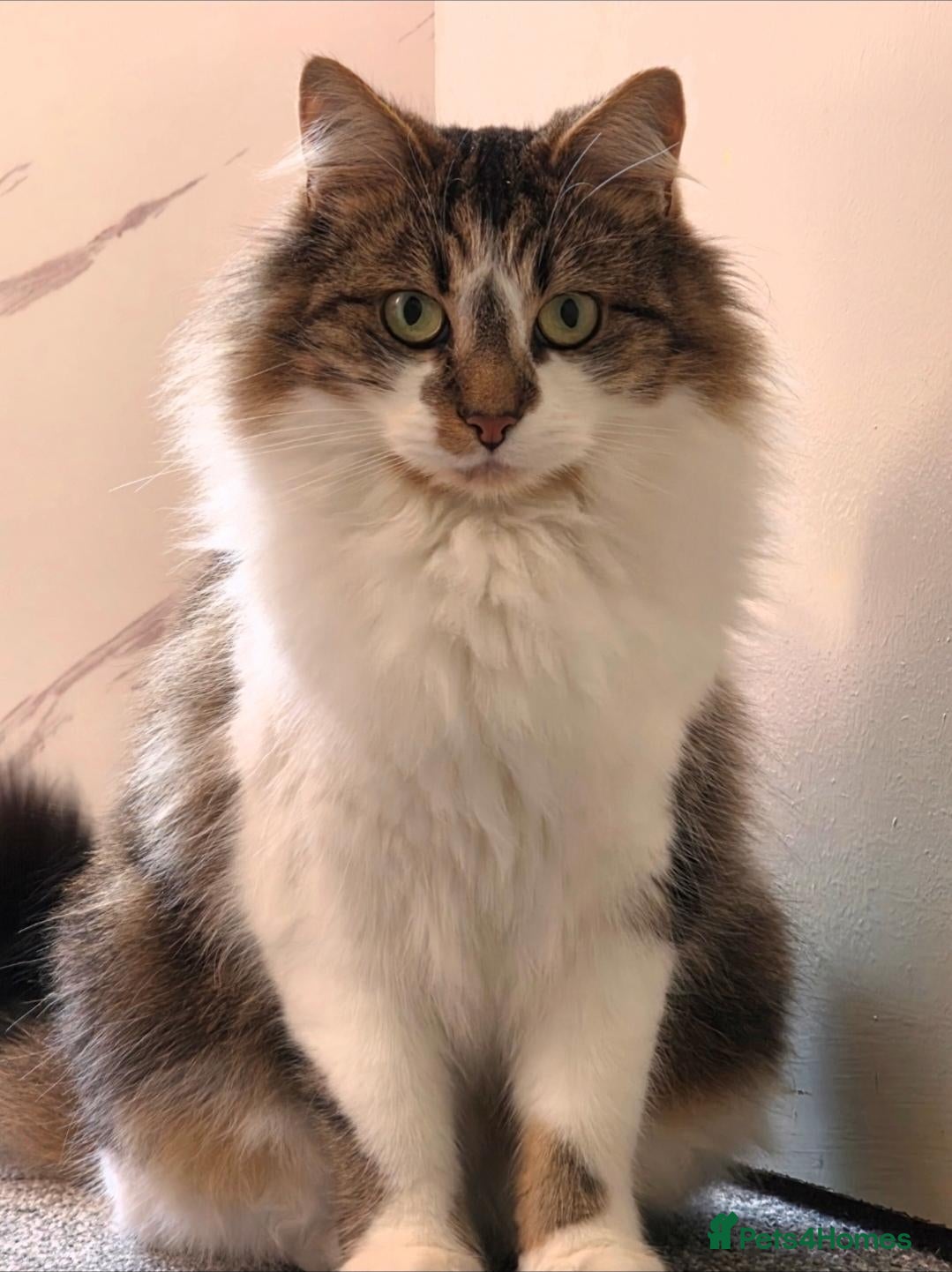 Norwegian Forest Cat cats for sale: Beautiful Norwegian forest kittens 2x boy, 2x girl - Advert 2