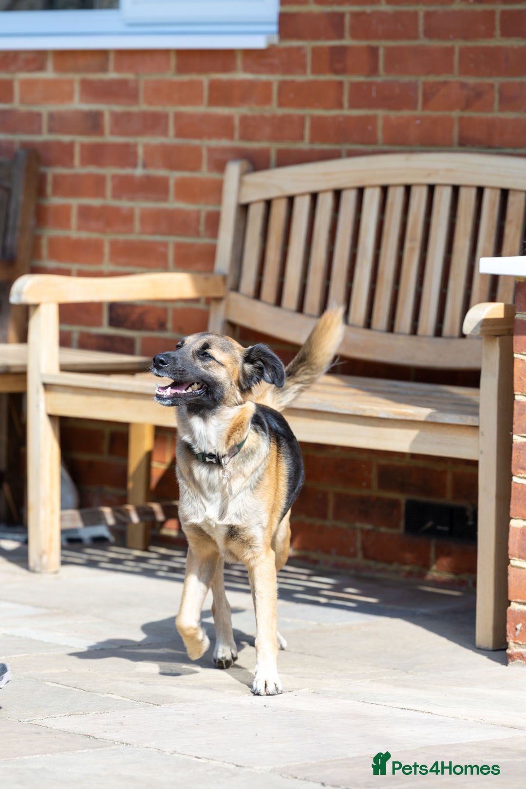 Mixed Breed dogs for adoption: Super Shelby - Image 2