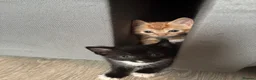 Mixed Breed cats for sale: 4 cute kittens  - Advert 10