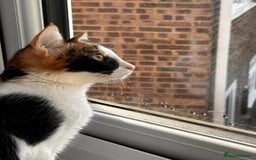Mixed Breed cats for adoption: 🌸 From Survivors to Soulmates – Adopt Alba & Bogo - Image 2