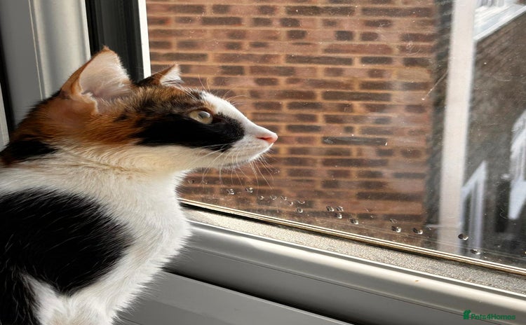 Mixed Breed cats - Advert 1