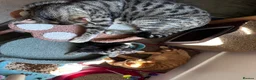 Mixed Breed cats for sale: Amiable mixed kittens  - Advert 14