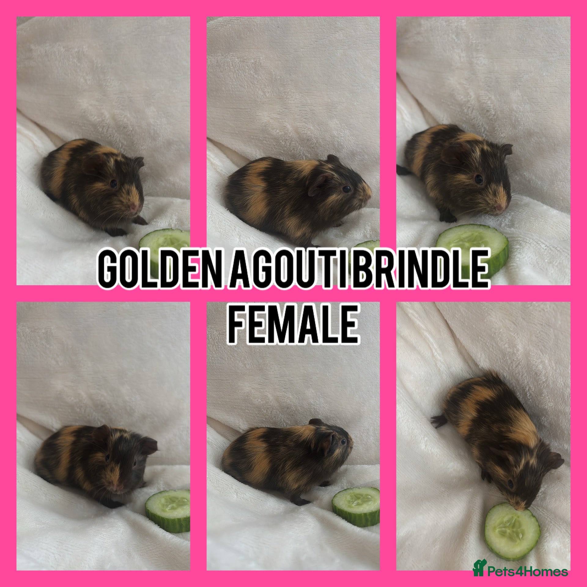 Guinea Pig rodents BABY GUINEA PIGS READY NOW  - Advert 18