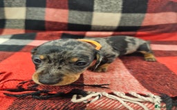 Miniature Dachshund dogs for sale: KC Registered Miniature Dachshund Puppies - Image 30
