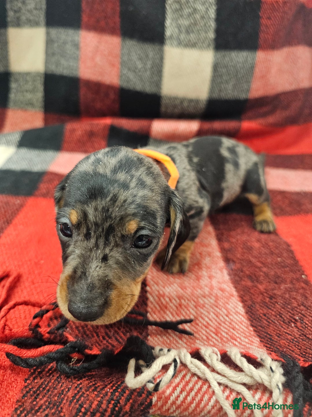 Miniature Dachshund dogs for sale: KC Registered Miniature Dachshund Puppies - Image 30