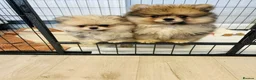 Pomeranian dogs for sale: Pomeranians puppy’s  - Advert 1