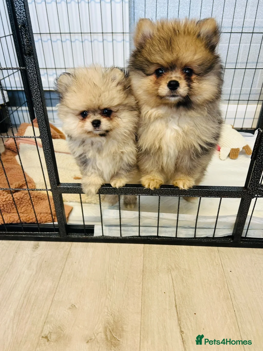 Pomeranian dogs for sale: Pomeranians puppy’s  - Advert 1