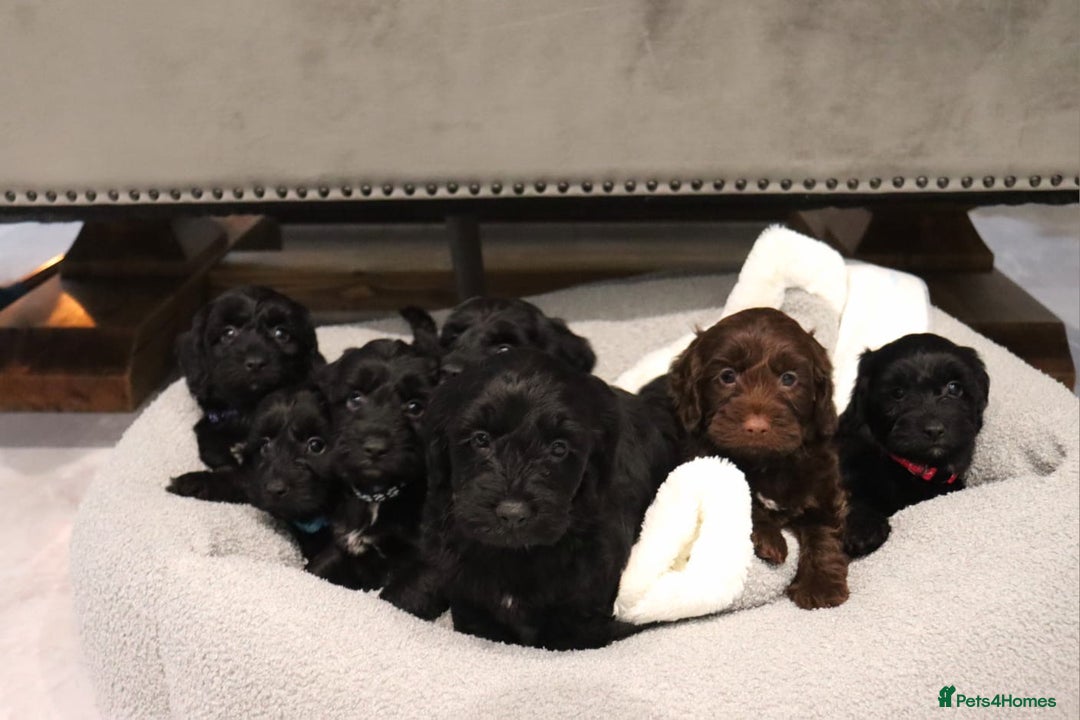 Cockapoo dogs for sale: Beautiful Cockapoos looking for their forever home - Advert 1